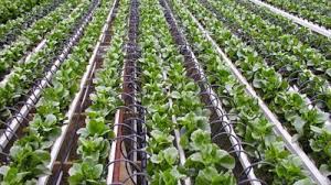 Hydroponics Market